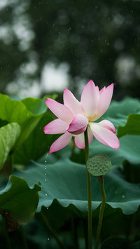 Lotus pond moonlight 2