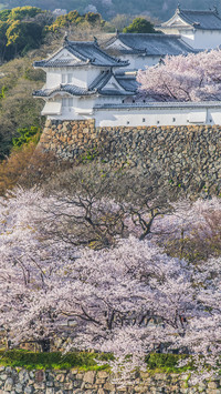 Spring cherry blossom-08