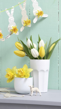 Tulips sym87