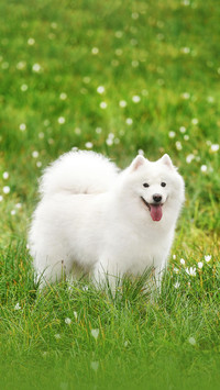 狗狗有多可爱