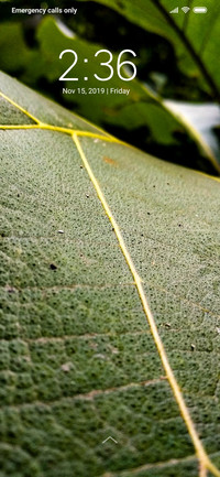 Forest leaf_DWM3
