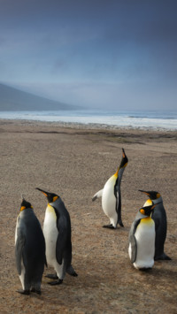 Penguin (6)