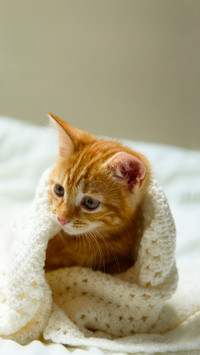 Cats like warm environments
