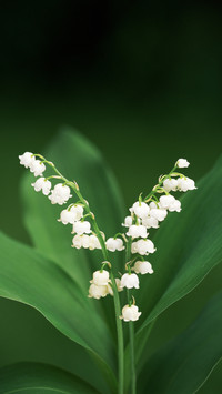 Raise lily of the Valley home 75
