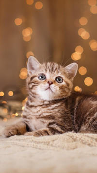 从小美到大的猫猫