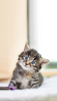 Small Norwegian Forest Kittens with soft and blurry back
