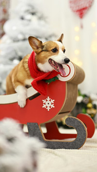 The corgi in the sled