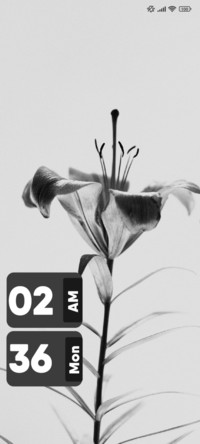 White Lily