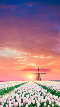 Magnificent flower fields