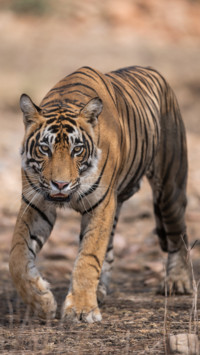 Harsha Narasimhamurthhy (6)