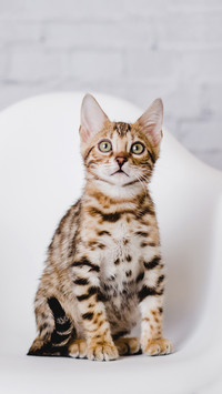 猫咪为何喜欢舔爪子