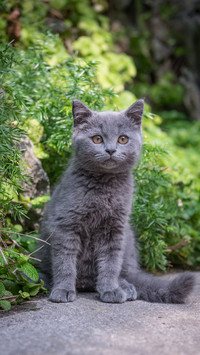 英短蓝猫有哪些优点