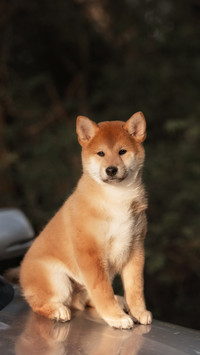 柴犬拥有的几大优点