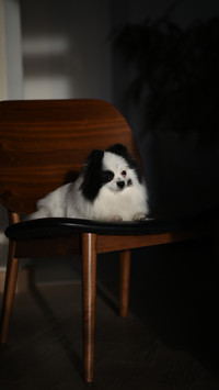 Black and white spitz in apartment interior