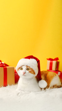 Cute Cat in Santa Claus Hat and Gift Boxes