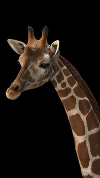 International-giraffe