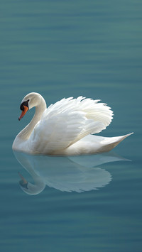 White swan 7