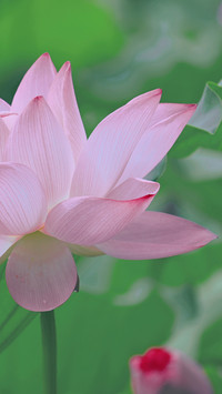 Blooming pink and white lotus flowers