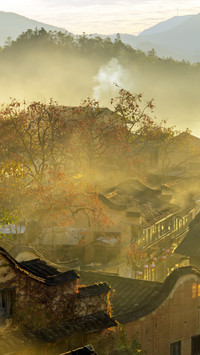 In Pingnan, autumn persimmons turn red, filling the branches