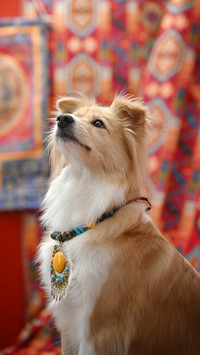 A bohemian mixedbreed dog