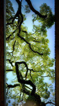 Look up and see the aesthetics of nature