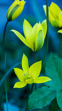 Fresh and natural wildflowers