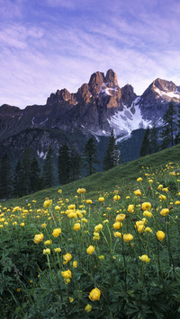 Field of globe flowers with alpenglow on the