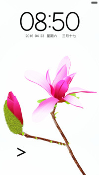 唯美玉兰花（自由桌面）