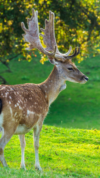 Male 黇 deer at the edge of the forest