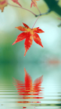 A leaf knows autumn