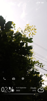 GrayX