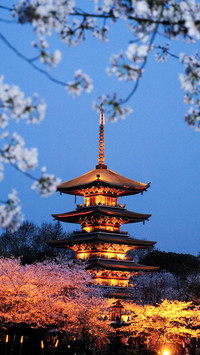 The best time to enjoy cherry blossoms in wuhan