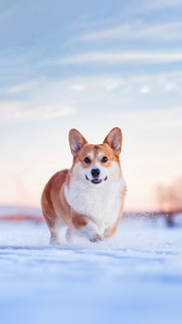 Classification of dog love levels