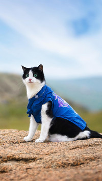猫咪也有脸盲症！