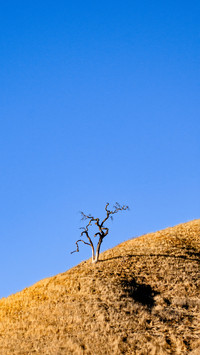 A single dead tree