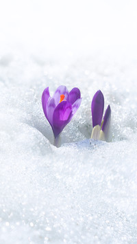 花绽雪中，静美如初