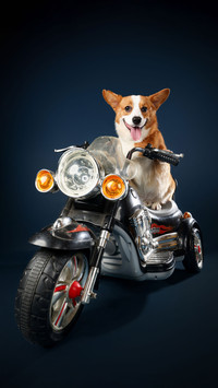 How to deal with dog food protection