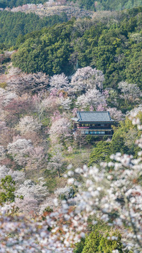 cherry blossom