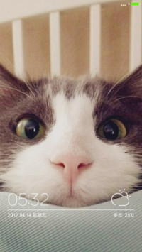 喵喵猫咪