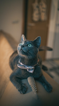 A vertical shot of a grey cat in a bow tie on the sofa