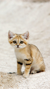 Kitten wit59