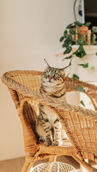 Diet for cats with cheek hair is key