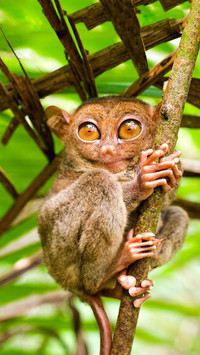 Rare animals in the world