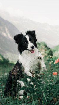 Dog (4)