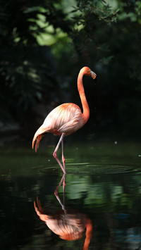 An elegant flamingo