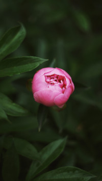 Flowers and Plants (14)