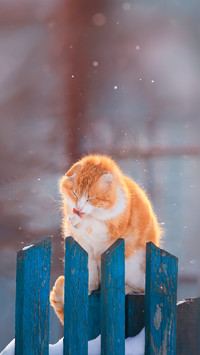 怕冷的小猫咪