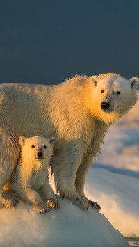 Polar bears and their cubs