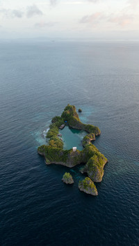 Raja apen