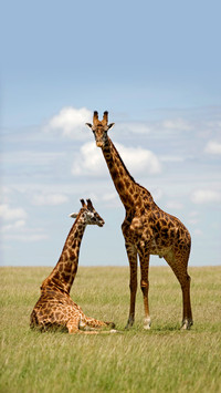 The worlds largest animal kingdom 37